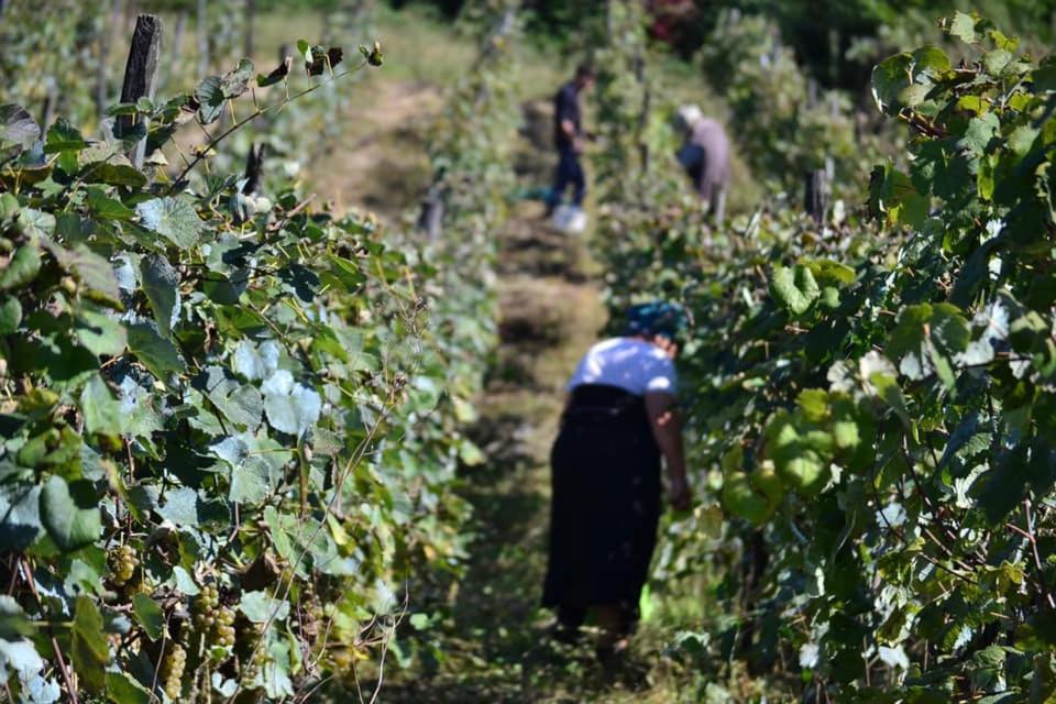 VaniZaali'S Wine Cellar住宿加早餐旅馆 外观 照片